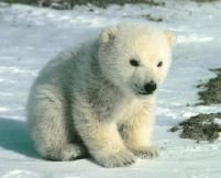 Germania. 4 pui de urs polar s-au născut la zoo