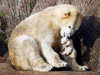 Dramă la Zoo din Nurenberg. O ursoaică şi-a mâncat doi dintre
pui <font color=red>(FOTO ŞI VIDEO)</font>