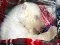 Puiul de urs polar salvat se simte mai bine <font color=red>(IMAGINI)</font>
