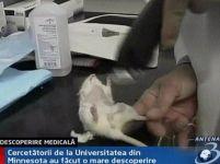 Cercetătorii au readus la viaţă inimile unor şoareci morţi <font color=red>(VIDEO)</font>