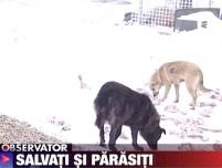 Sute de câini au fost abandonaţi în ţarcul de la Glina <font color=red>(VIDEO)</font>