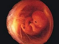 Cercetătorii britanici au creat embrionul cu trei părinţi biologici