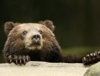 Braşov: Turiştii care hrănesc urşii vor fi amendaţi 