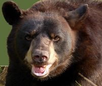 Braşov: Un om a fost ucis de un urs în apropiere de centrul oraşului