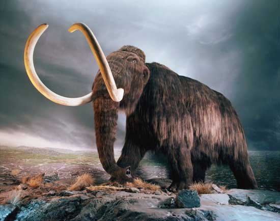 Craniu de mamut descoperit în sudul Franţei