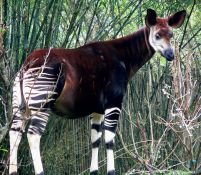Okapi, unul dintre cele mai rare animale din lume, filmat în săbăticia Africii


