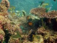 Biologii au descoperit sute de noi specii marine în Marea Barieră de Corali