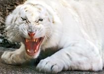 Singapore. Trei tigri albi au sfâşiat un bărbat