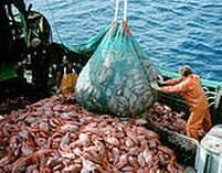 Noul regulament european pentru pescuit limitează capturile de peşte