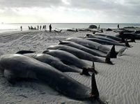 150 de balene au murit după ce au eşuat pe o coastă din Australia