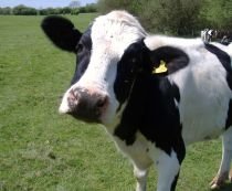 Scăderea preţurilor în SUA: Vacile de lapte sunt transformate în hamburgeri


