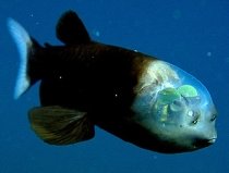 Secretul peştilor cu ochi tubulari şi cap transparent, descoperit de oamenii de ştiinţă