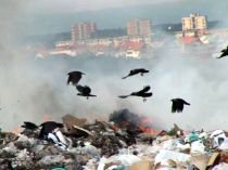 Sute de kilograme de deşeuri biologice, descoperite la marginea Aradului