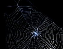 Cea mai veche pânză de păianjen din lume, descoperită în Marea Britanie