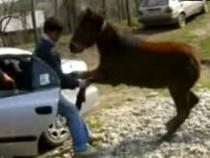 În România, orice este posibil: Un cal, îndesat pe bancheta din spate a unei maşini (VIDEO)
