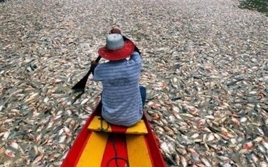 Plajele chiliene invadate de sute de tone de peşti morţi 