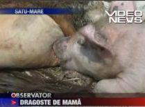 Instinct matern, în lumea animalelor. Un purceluş, adoptat de o vacă (VIDEO)