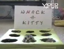Whack?a?Kitty, unul dintre cele mai amuzante jocuri cu pisici (VIDEO)
