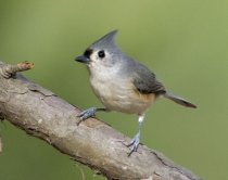 Studiu: Păsările se micşorează din cauza încălzirii globale