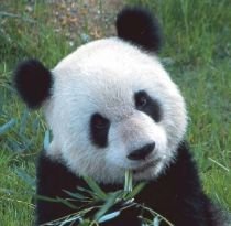 Urşii panda ar putea dispărea în ?două sau trei generaţii?
