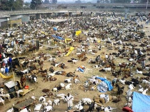 Peste 300.000 de animale vor fi sacrificate la un festival nepalez. Brigitte Bardot, vocea protestelor internaţionale