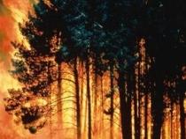 Incendiile de vegetaţie din Chile ameninţă zonele locuite