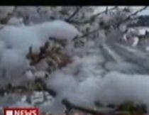 Zăpadă a acoperit cireşii înfloriţi din Japonia (VIDEO)