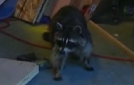 Celebru pentru un sfert de oră: Un raton "a dat buzna" într-o televiziune americană (VIDEO)