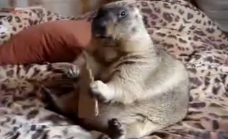 Cum să fii drăguţ fără să depui efort: Învaţă de la marmotă! (VIDEO)
