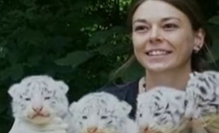 Patru pui de tigru albi, noile vedete ale Germaniei (VIDEO)