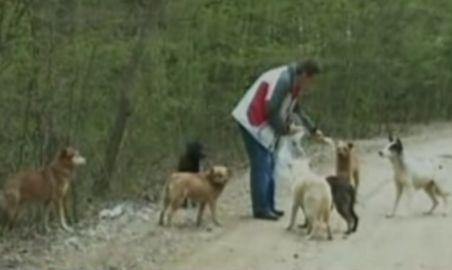 Pădure din Dâmboviţa, invadată de zeci de câini sterilizaţi şi cu cipuri