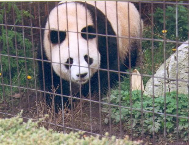 Cel mai bătrân urs panda din lume a murit, la vârsta de 34 de ani