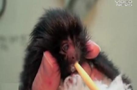 Pui de tamarin născut prin cezariană, atracţia unei grădini zoologice din Jersey