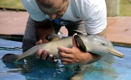Delfinul salvat săptămâna trecută la Mamaia a ajuns la Delfinariul din Constanţa