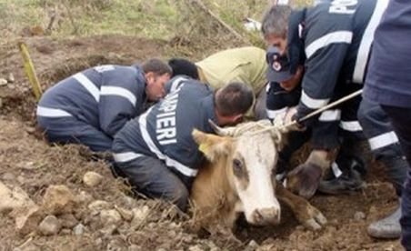 Caraş-Severin. Pompierii s-au chinuit trei ore pentru a salva o vacă dintr-un canal