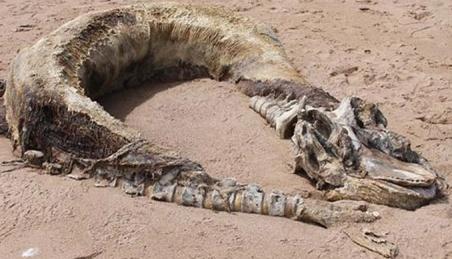 O creatură gigantică, descoperită pe o plajă din Scoţia