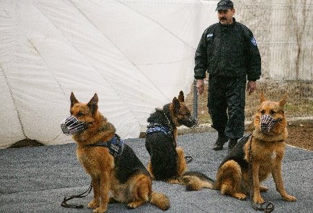 Câinii poliţişti din România, printre cei mai buni din Europa. Ei sunt &quot;închiriaţi&quot; în străinătate