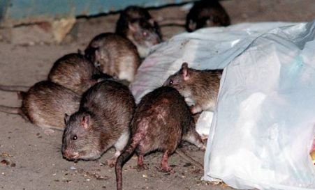 Şobolani în curtea Spitalului de copii Marie Curie: Bolile transmise şi muşcătura lor pot fi letale