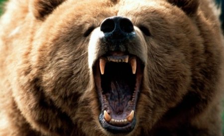 Vrancea. Urşii atacă localităţile de munte, omorând animalele din curţi