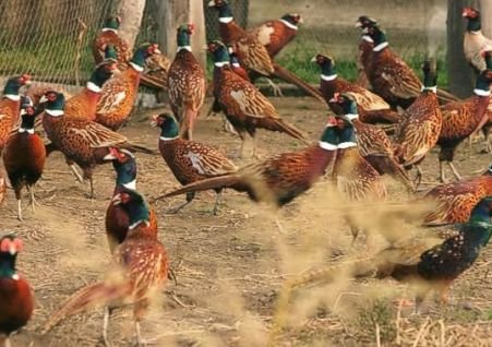 Cea mai mare crescătorie de fazani din ţară nu simte criza: Exportă păsări pentru vânătoare