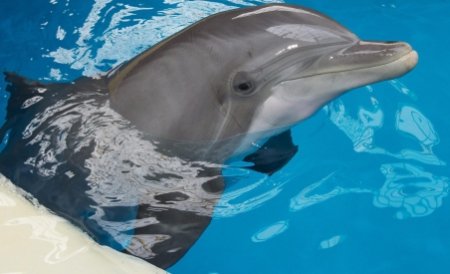 Delfinii din Constanţa au fost mutaţi în bazinul acoperit, pentru sezonul rece