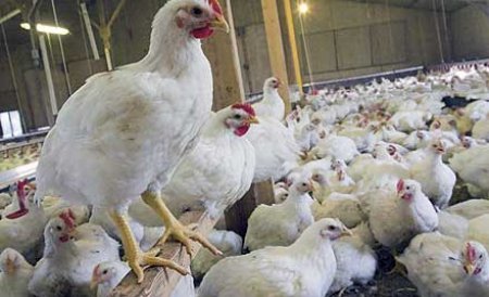 Ouăle de la găini crescute în baterii nu vor mai fi vândute în magazine, de la 1 ianuarie