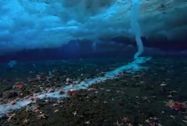 Fenomenul care ameninţă viaţa de pe fundul mării, filmat în premieră