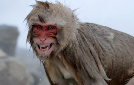 Maimuţele vesele din Kazahstan. Sunt &quot;tratate&quot; cu vin fiert ca să facă faţă gerului mai bine