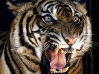 Un tigru de circ ŞI-A FĂCUT NEVOILE pe spectatorii VIP