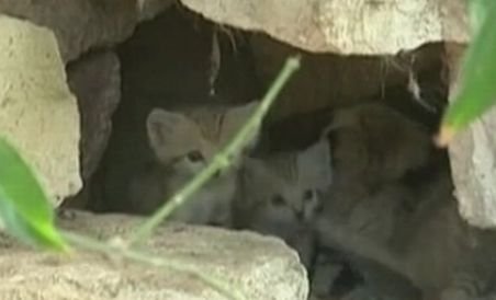 Patru pui de &quot;pisică a nisipurilor&quot; au venit pe lume la o grădină zoologică din Israel 