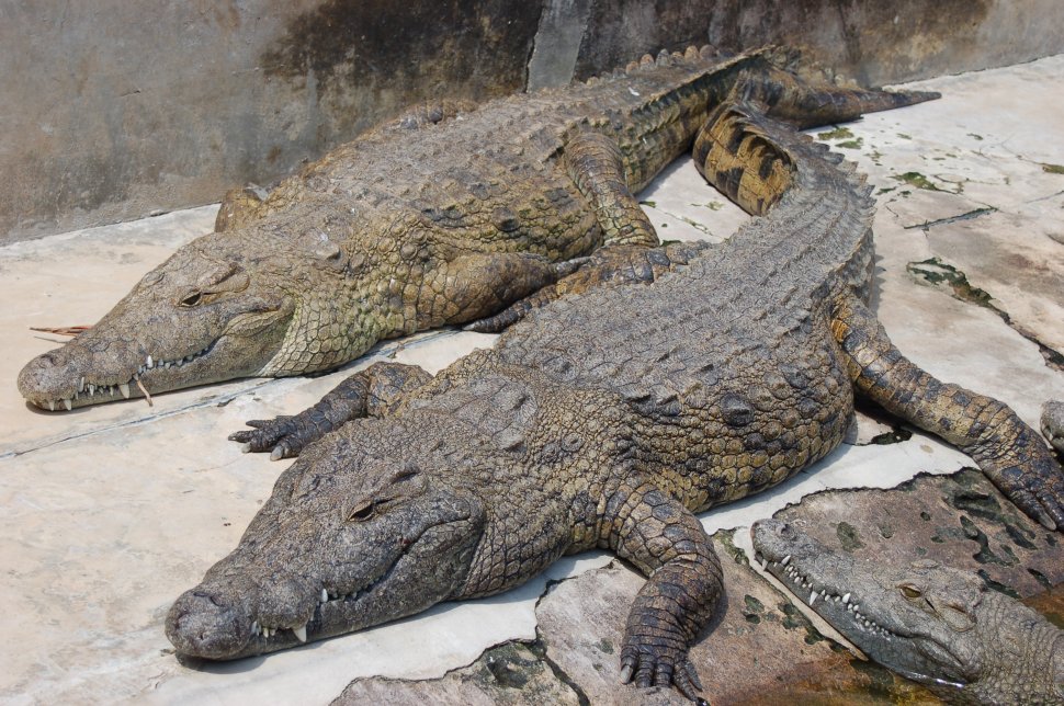 15.000 de crocodili au scăpat dintr-o fermă