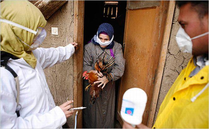 Gripa aviară ar putea reveni în forţă