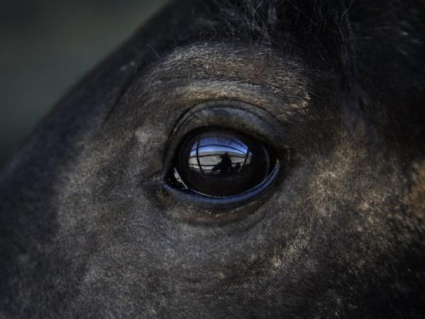 Australia a decis să sacrifice 10.000 de cai sălbatici: vor fi împuşcaţi din elicopter