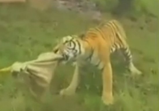 La o grădină zoologică din China turiştii îşi pot măsura puterile cu tigri